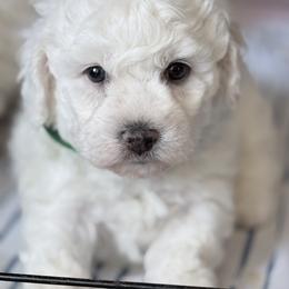 Bichon Frise Puppies from Bichon Heaven