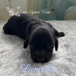 Lancelot of Camelot (AKC registered name) - Black male Dachshund puppy in Scappoose, Oregon from Once Upon a Ween