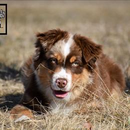 Miniature Australian Shepherd puppies from Rustic Original Aussies