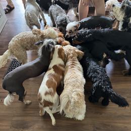 Cavalier King Charles Spaniel Puppies from Dandelions and Kings