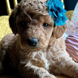 Goldendoodles and Poodles from Deerly Doodles