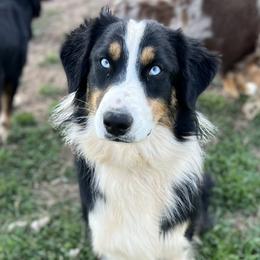 Ruger - Australian Shepherd