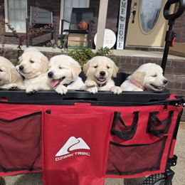 Golden Retriever Puppies from 255 Goldens