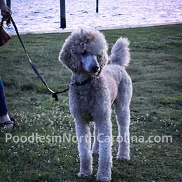 Paden - Poodle