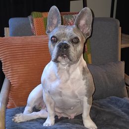 French Bulldogs from Pugs, Frugs and Frenchies