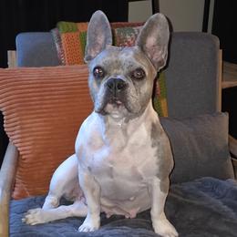 French Bulldogs from Pugs, Frugs and Frenchies