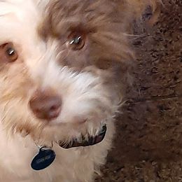Havanese from Tracy M. Reed