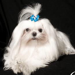 Tramp - Maltese