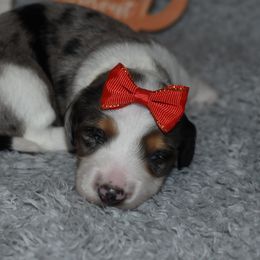 Jessie - Dapple female Dachshund puppy in Mansfield, Missouri from Owens Farm