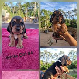 Girl 3 - female Basset Hound puppy in Bunnell, Florida from The Rocks Bassets