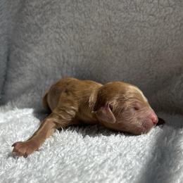 Bernedoodle puppies from Halo BerneDo