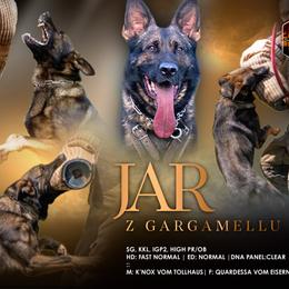 Jar z Gargamellu - German Shepherd
