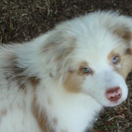 Miniature American Shepherds from Triple H Farm and Kennel