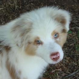 Miniature American Shepherds from Triple H Farm and Kennel