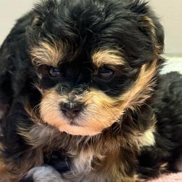 Able - Black and tan male Morkie puppy in Florence, Kentucky from 4paws4ever by Design