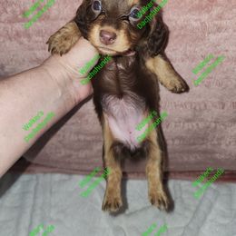 Bella pet only - Chocolate and tan Dachshund puppy in Adolphus, Kentucky from Walker's Dachshunds