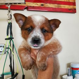 Full mask Red - Red speckled male Australian Cattle Dog puppy in Lenoir, North Carolina from Blue Coyote Ranch