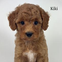 Kiki - Apricot female Goldendoodle puppy in Milford, Indiana from Railway Acres Kennel