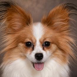 Bijou - Papillon