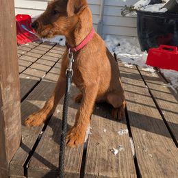 Red Dog - Red male Irish Terrier puppy in Spring Valley, Minnesota from Back Country Terriers