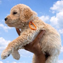 Mac - Cream male Goldendoodle puppy in Houston, Texas from Were The Mack'Doodles