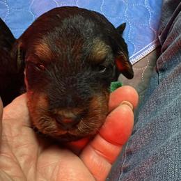 Puppy 2 - Black and tan male Airedale Terrier puppy in Lodi, Wisconsin from Mystic’s Airedales