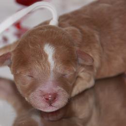 Australian Shepherd, Goldendoodle, and Poodle Puppies from 5AFarms
