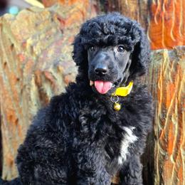 Ghost - Black female Poodle puppy in Springfield, Oregon from Valaurah Farms