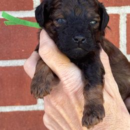 Han - Phantom male Poodle puppy in Franklin, North Carolina from Melissa Unger