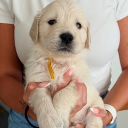Andy - Light golden male Golden Retriever puppy in Rancho Cucamonga, California from Robinson Retrievers