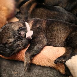 Gray Collar (Calypso) - Sable female German Shepherd puppy in Hermitage, Pennsylvania from Shepherds of the Hundred Acres