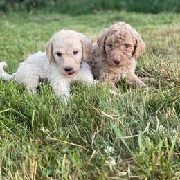 Labradoodle Puppies from Bigfoot Doodles