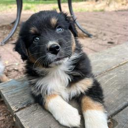 Sasha - Black tri-color female Australian Shepherd puppy in Scottsville, Virginia from Cedar Creek Aussies
