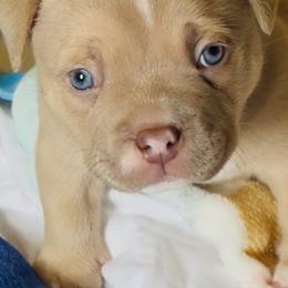 American Bully Puppies from East bound and Down Bully’s