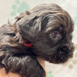 Red girl - Liver female Miniature Schnauzer puppy in Boaz, Alabama from Sweet Home Schnauzers