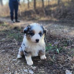 Fester - Blue merle male Miniature Australian Shepherd puppy in Macomb, Missouri from Faunus Farms and Aussies