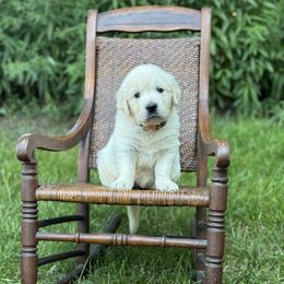 Girl 1 - female Golden Retriever puppy in Germantown, Ohio from Doodle Patch Farm