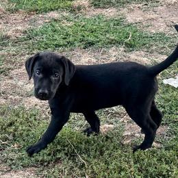 Purple - Black male Labrador Retriever puppy in Lebanon, Oregon from Table Rock Retrievers