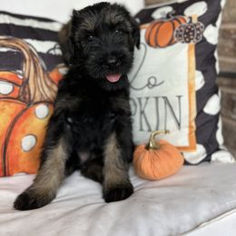 Giant Schnauzer and Miniature Schnauzer Puppies from Hillside Kennels