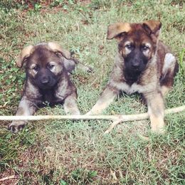 German Shepherd Puppies from Von Charry German Shepherd’s