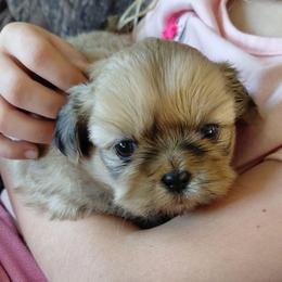 (We will call her by your name of choice) - Gold female Shih Tzu puppy in Glenmont, Ohio from Reed Ranch Shih-tzus
