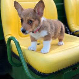 Beeto - Red male Pembroke Welsh Corgi puppy in Snellville, Georgia from Laur's Classic Corgis