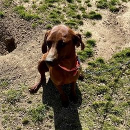 Redbone Coonhounds from Heather Todd