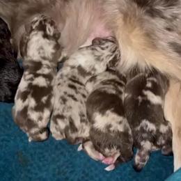 Juliet - Red merle female Australian Shepherd puppy in Piedmont, Oklahoma from HeartDriven Aussies