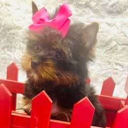 China - Black and tan female Yorkshire Terrier puppy in Parma Heights, Ohio from Yorkie Darlings ANGELHEARTS YORKIES