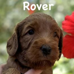 Rover - Caramel red male Australian Labradoodle puppy in Riverside, California from Sycamore Canyon Labradoodle
