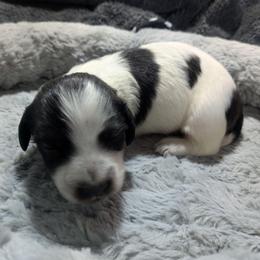 Brindle Piebald - Piebald male Dachshund puppy in Central Point, Oregon from MRS Long Dog Ranch