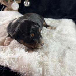 Black tri 4 - Black tri-color male Australian Shepherd puppy in Loganville, Georgia from Howell Aussies