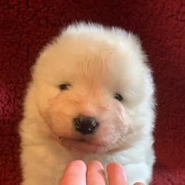 Samoyed Puppies from Limelight Samoyeds