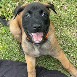 Ty Lee - Brindle female xDutch Shepherd puppy in Chelsea, Alabama from Alliance K9